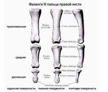 Пястно-фаланговые суставы II—V пальцев