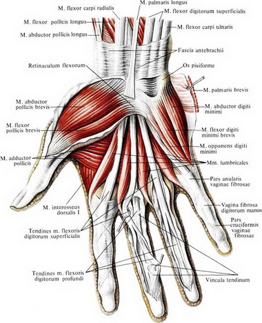 Короткие (аутохтонные) мышцы всех пальцев