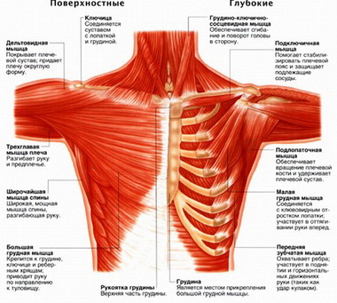 Комплексные движения в плечевом суставе и сустава-плечевого пояса