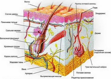 Определение электрического сопротивления кожи